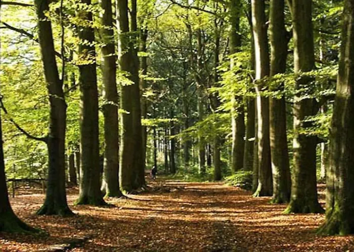 Chalet Sfeervol Midden In De