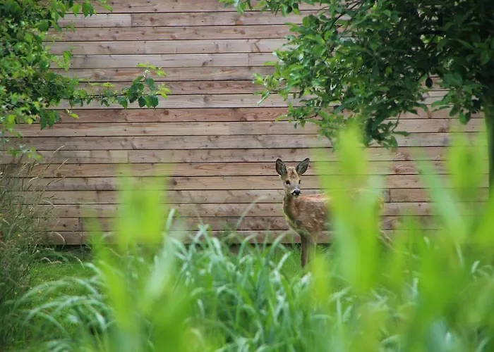 Sfeervol Midden In De Chalet Halle