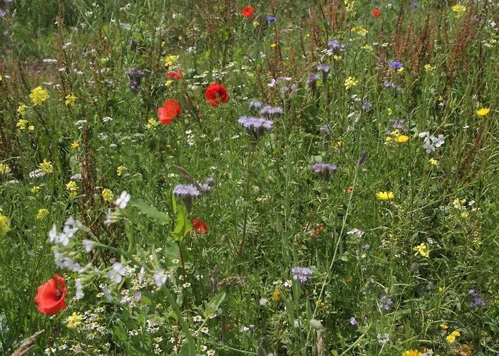 Chalet Sfeervol Midden In De